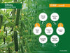 Infinity F1 Hybrid Cucumber for Polyhouse Cucumber (Nunhems) - Farmers Stop