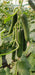 Lucro F1 Hybrid Cucumber for Indoor/Polyhouse (Konico Seed's) - Farmers Stop