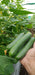 Lucro F1 Hybrid Cucumber for Indoor/Polyhouse (Konico Seed's) - Farmers Stop