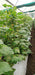 Lucro F1 Hybrid Cucumber for Indoor/Polyhouse (Konico Seed's) - Farmers Stop