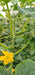 Lucro F1 Hybrid Cucumber for Indoor/Polyhouse (Konico Seed's) - Farmers Stop