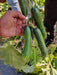 Lucro F1 Hybrid Cucumber for Indoor/Polyhouse (Konico Seed's) - Farmers Stop