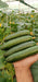 Lucro F1 Hybrid Cucumber for Indoor/Polyhouse (Konico Seed's) - Farmers Stop