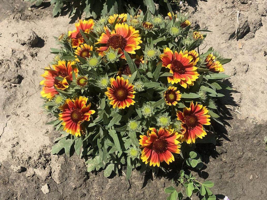 Gaillardia aristata Mix - Farmers Stop