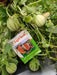 Vijay F1 Hybrid Muskmelon (Sagar Seeds - Farmers Stop