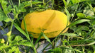 Yellowish Red Sweet F1 Hybrid Watermelon - Farmers Stop