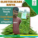 Navya Cluster Beans (Guar) (Kalash seeds) - Farmers Stop
