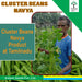 Navya Cluster Beans (Guar) (Kalash seeds) - Farmers Stop