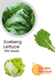Lettuce Iceberg Quality Seeds - Farmers Stop