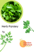 Herb Parsley Hybrid Quality Seeds - Farmers Stop