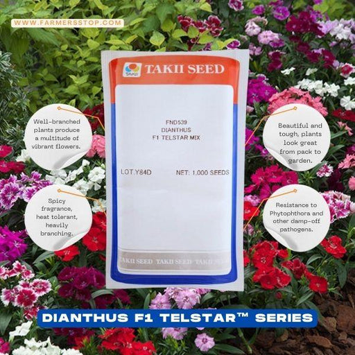 Dianthus F1 Telstar™ Series (Takii Seeds) - Farmers Stop