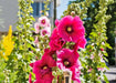 Hollyhock Dwarf Mix (AsiaPacific Seeds, New Zealand) - Farmers Stop