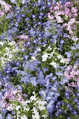 Lobelia erinus Mix Place (AsiaPacific Seeds, New Zealand) - Farmers Stop