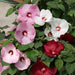 Honeymoon Mix Hibiscus moscheutos (floranova/ASIAPACIFIC) - Farmers Stop