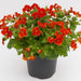 MIMULUS F1 MYSTIC MIX (SAKATA) - Farmers Stop