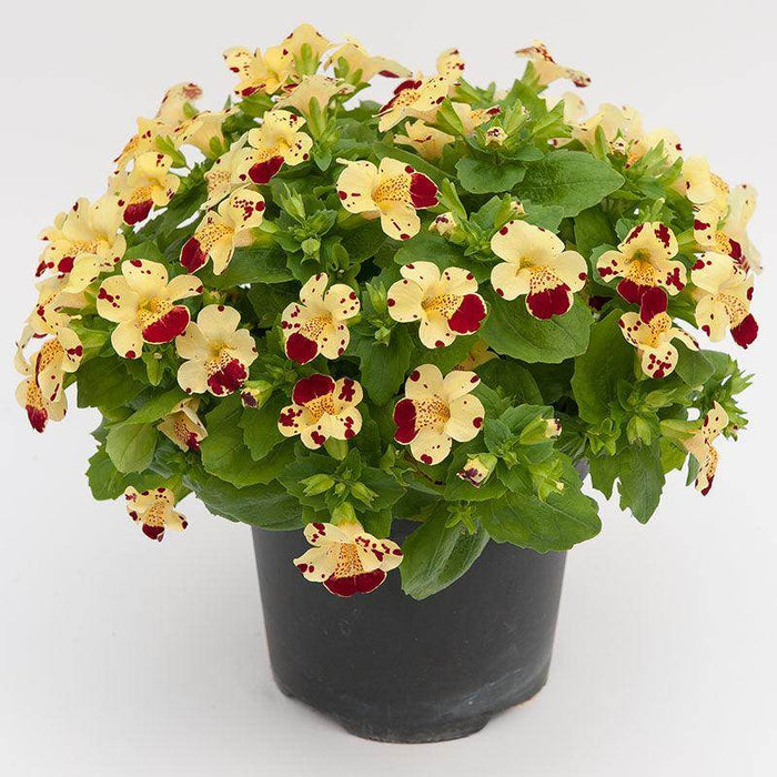 MIMULUS F1 MYSTIC MIX (SAKATA) - Farmers Stop
