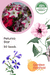 Petunia Star Mix (Garden Festival) - Farmers Stop