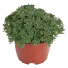 Sedum rubens Lizard (Benary) - Farmers Stop