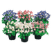 Aquilegia flabellata F₁ Cameo Mix (Benary) - Farmers Stop