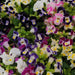 Kauai™ Mixture Torenia (PanAmerican) - Farmers Stop