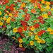 Heirloom Nasturtiums Alaska Mix (AsiaPacific, New Zealand) - Farmers Stop