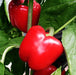 Bokken F1 Hybrid Capsicum (Syngenta) - Farmers Stop