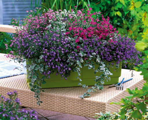 Lobelia erinus Mix Palace (Garden Festival) - Farmers Stop