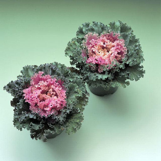 Brassica (Flowering Kale) F1 Kamome™ Series (Takii Seeds) - Farmers Stop