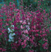 Clarkia Elegans Double Mix - Farmers Stop