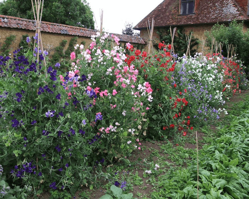 Sweet Peas (Lathyrus Odorata) Mix - Farmers Stop