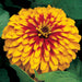 Swizzle™ Zinnia elegans (Synegnta flowers) - Farmers Stop