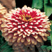 Swizzle™ Zinnia elegans (Synegnta flowers) - Farmers Stop