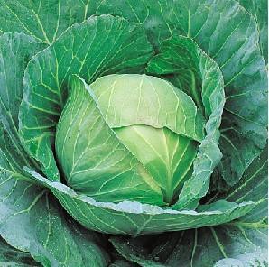 Cheers/चियर्स F1 Cabbage (Takii Seeds) - Farmers Stop
