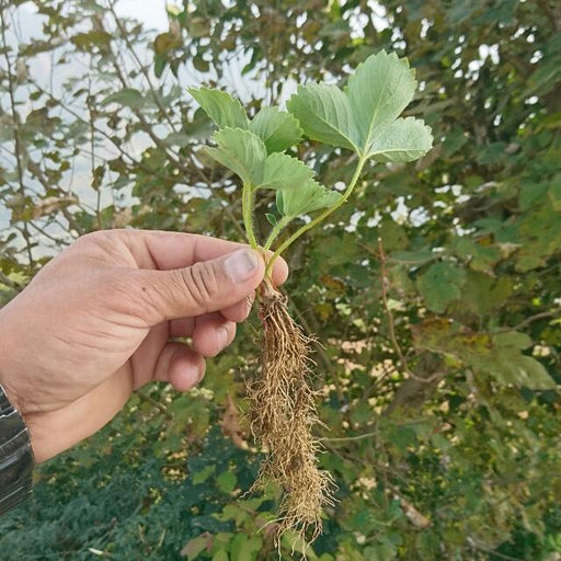 strawberry plants - runner (farmers stop)