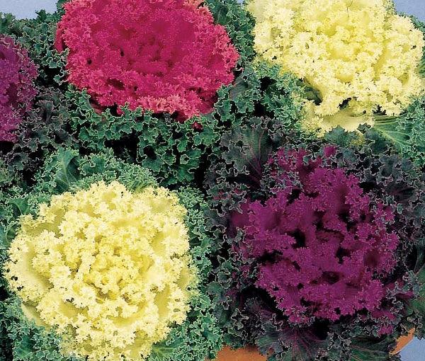 Cabbage flower store