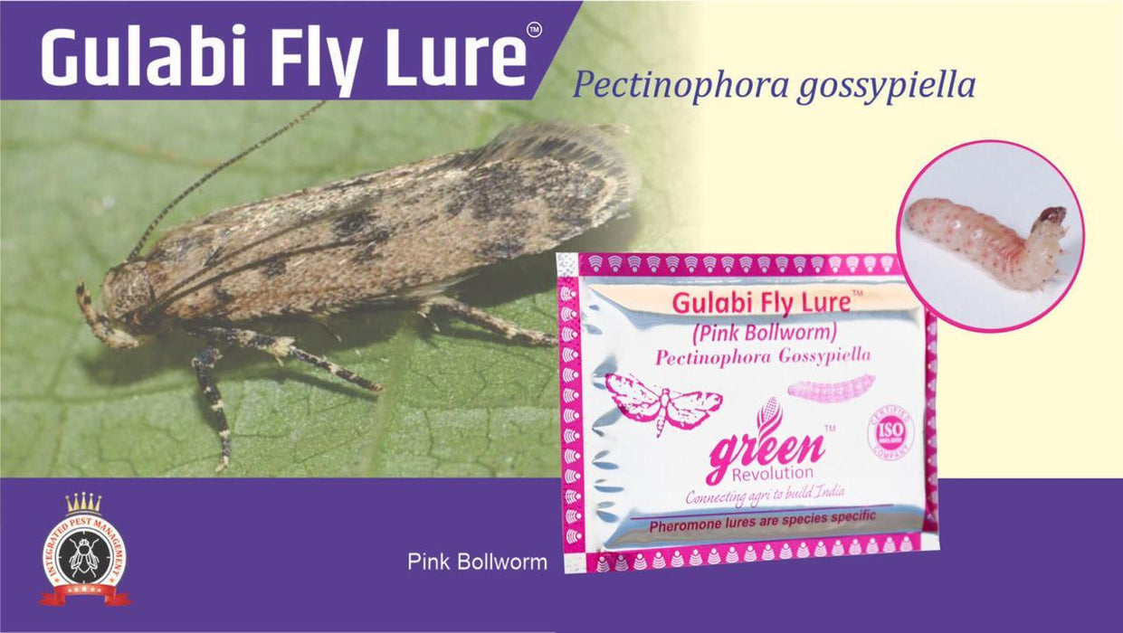 GULABI FLY LURE AND PHEROMON TRAP-PECTINOPHORA GOSSYPIELLA(GREEN