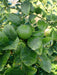 kagazi seedless lemon plants