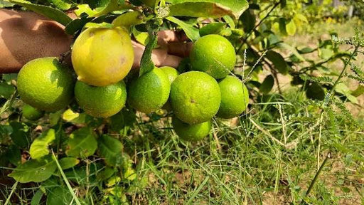 kagazi seedless lemon plants