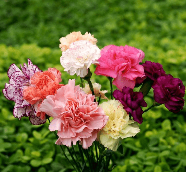 Buy Carnation Chabaud Mix Dianthus Caryophyllus Seeds Online | Farmers Stop