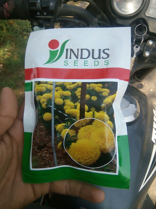 sweet yellow marigold ( indus seeds)