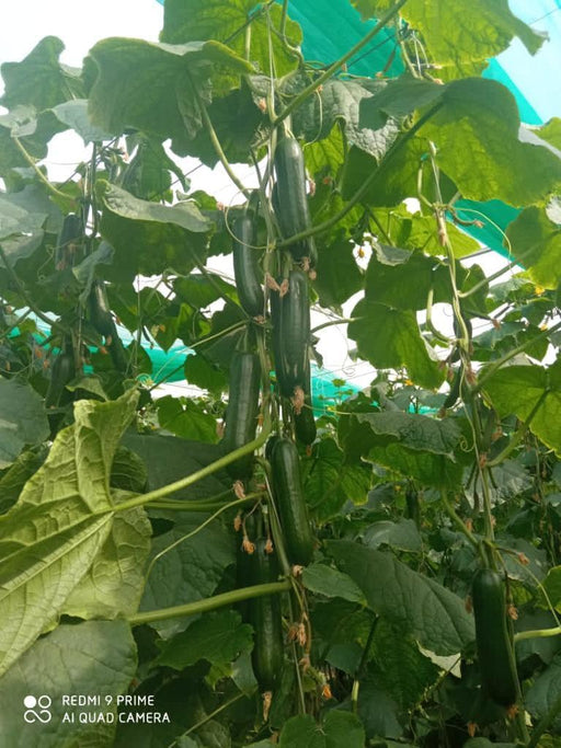 supershine/सुपरशाइन f1 hybrid cucumber(argeto seeds)