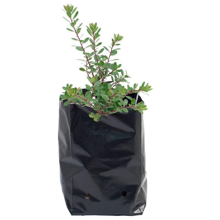 CRODOR India Plastic Grow Bags for Garden  Gardening Green Leafy  Vegetable Nursery Use at Home Terrace Kitchen Rooftop Support Plant   Saplings Flat Pack of 100 Black  Amazonin Garden 